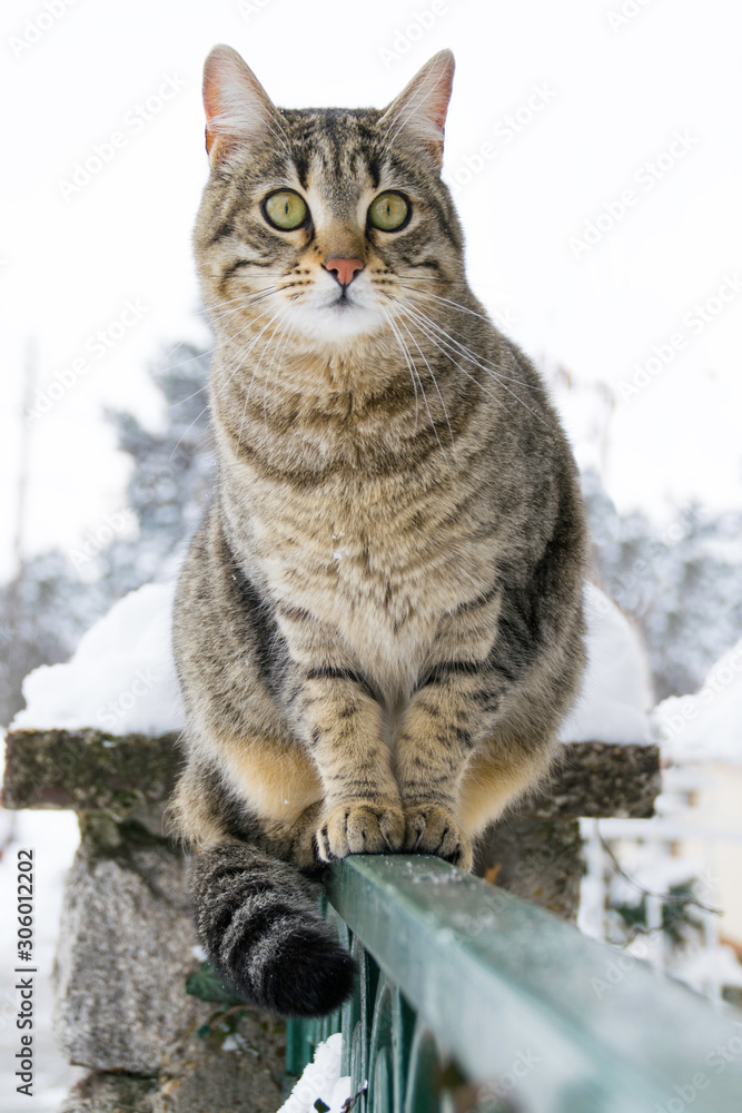 Cat sitting on the fence in the winter. Cat sitting on the fence in the winter.