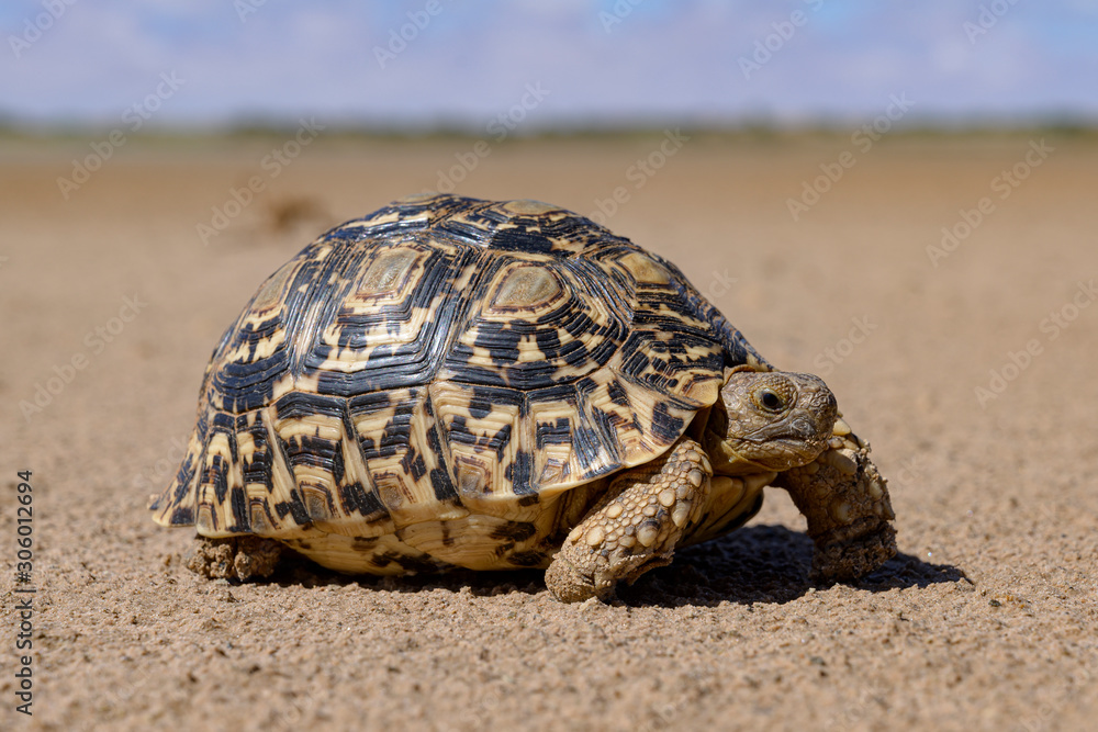Leopard tortoise in a desert walking Leopard tortoise in a desert walking