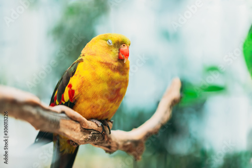 Sleeping Yellow Regent Parrot Or Rock Pebbler. Birds Can Be Trained.Wild Bird photo