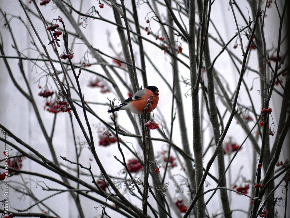 a beautiful bullfinch on a cloudy winter morning sits on a branch of a Rowan tree and eats red berries covered with frost. a beautiful bullfinch on a cloudy winter morning sits on a branch of a Rowan tree and eats red berries covered with frost.
