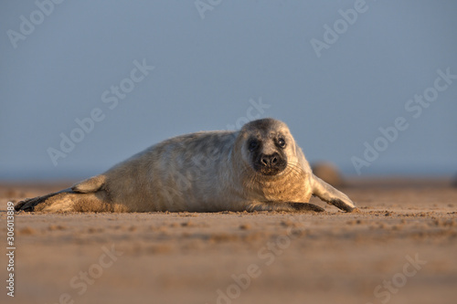 Grey seal pup on the beach in Lincolnshire.