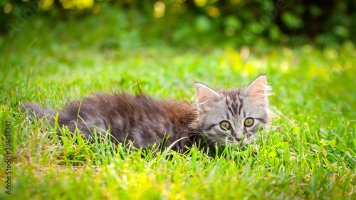 Young cat kitten on green meadow. little striped kitten lies on green grass. Scared animal. Ticks and fleas in green grass. Danger to animals.