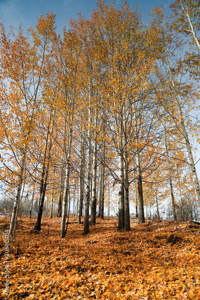 Fototapeta premium October mountain beech forest with first winter snow