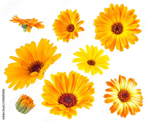 Fototapeta Naklejka Na Ścianę i Meble -  Collection of yellow and orange flowers of marigold isolated on white background. Medicinal herbs.