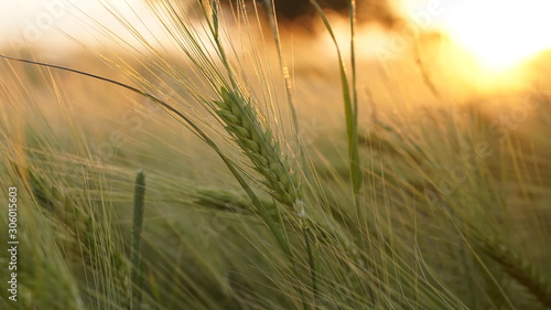 close-up of rye at the golden sunset