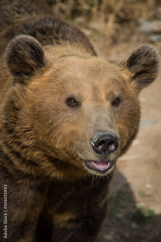 Close up of an Eurasian brown bear Close up of an Eurasian brown bear