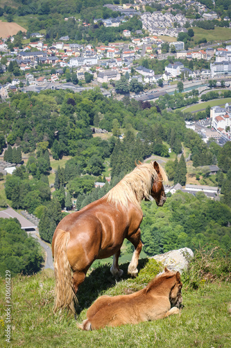 Horses on the hill above the city of Lourdes. photo