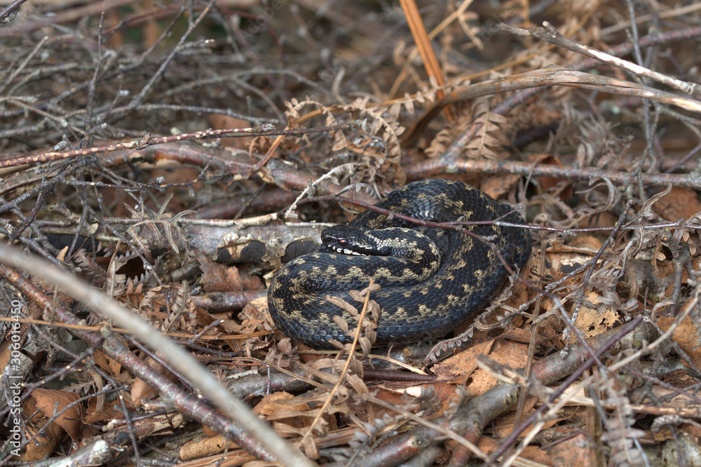 Adder, Common European viper, Vipera berus Adder, Common European viper, Vipera berus