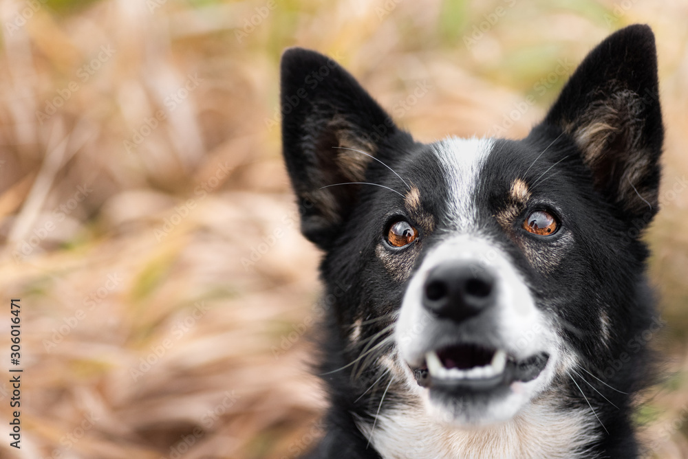 portrait of a dog