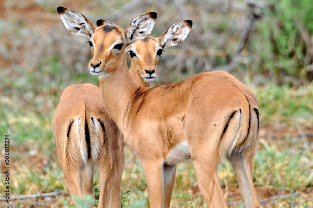 A pair of impala looking at the photographer A pair of impala looking at the photographer