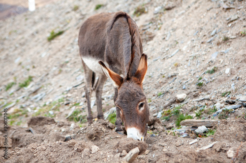 Fototapeta Naklejka Na Ścianę i Meble -  Donkey (Equus asinus asinus)