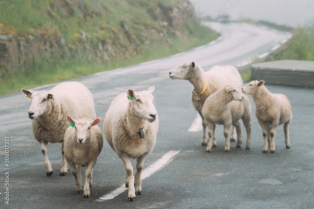 Fototapeta premium Norway. Escaped Domestic Sheep And Lamb Walking In Hilly Norwegian Road. Misty Spring Day. Sheep Farming