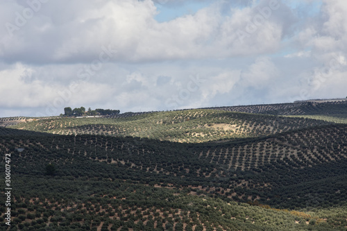 Hills planted with olive trees and some holm oaks and pines among them, characteristic of the Mediterranean landscape