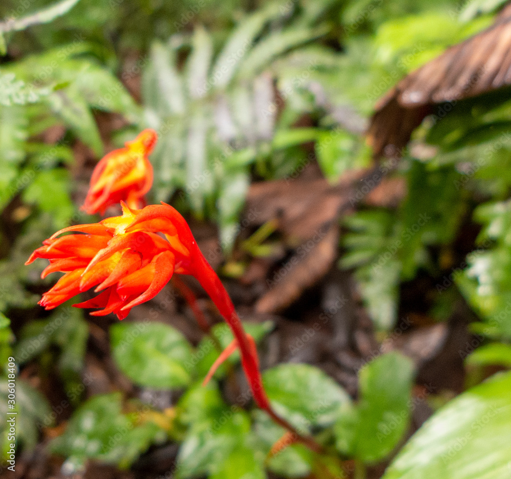 Obraz premium Impressionen aus dem Regenwald von Costa Rica insbesondere aus dem Nebelwald von Santa Elena.