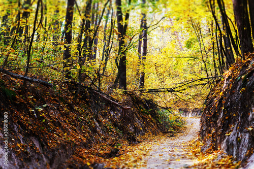 Fototapeta Naklejka Na Ścianę i Meble -  Beautiful and romantic autumn forest