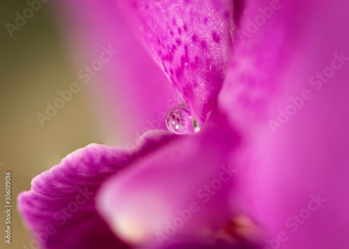 A macro portrait of a small water droplet on the flower petals of a purple colored orchid flower.