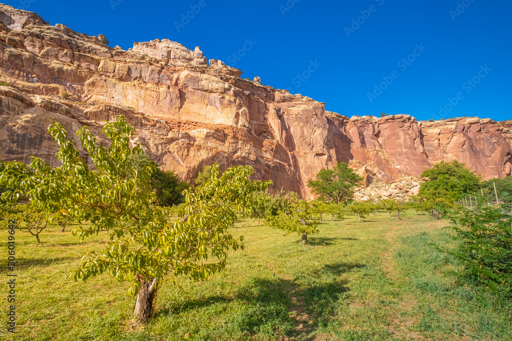 Apple, pear and peach trees in a lush orchard in a canyon, Capitol Reef National Park, south-central Utah, USA Apple, pear and peach trees in a lush orchard in a canyon, Capitol Reef National Park, south-central Utah, USA