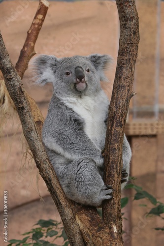 Photography Koala