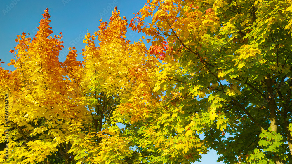 CLOSE UP: Beautiful autumn colored tree branches sway in the gentle breeze.