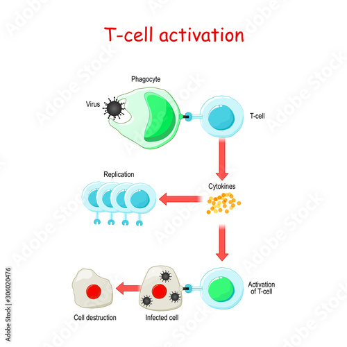 T cell Activation.