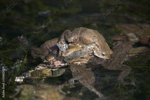 Common toad , Bufo bufo © Stephen Ellis 35