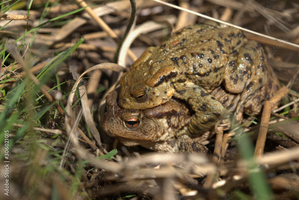 Common toad , Bufo bufo Common toad , Bufo bufo