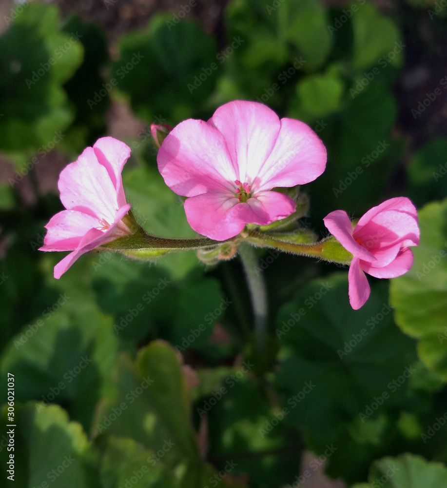 pink mallow flowers with green leaves, Malva sylvestris, musk mallow pink mallow flowers with green leaves, Malva sylvestris, musk mallow