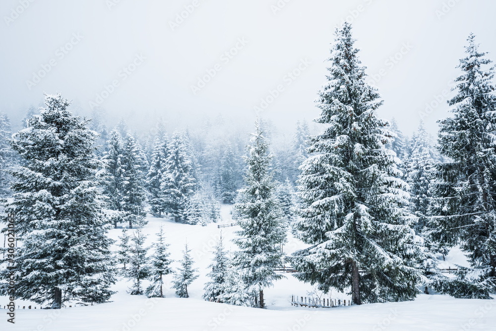 Bewitching stern panorama of tall fir trees