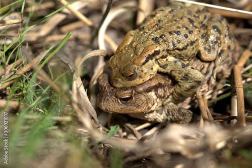 Common toad , Bufo bufo