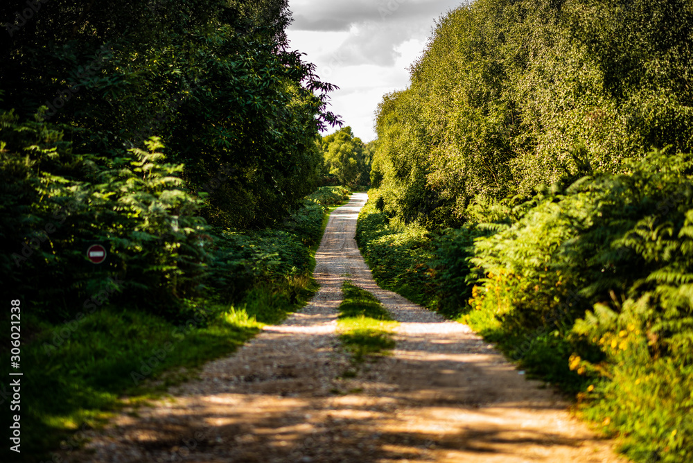 road surrounded by trees road surrounded by trees