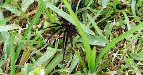 Tarantula Hawk Wasp (Pepsis sp.) dragging a tarantula. The wasp paralysed the tarantula with a sting, it is being dragged to its burrow, where it will lay an egg on the spider which will be devoured a photo