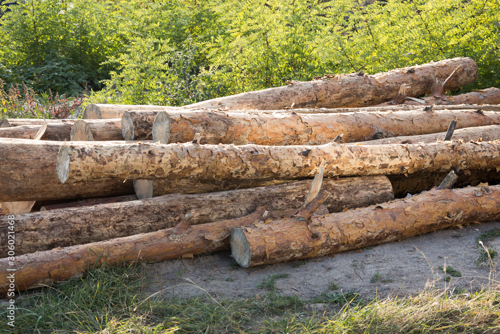 Logs outdoors. Chopped pieces of wood on the ground. Logs, close-up Logs outdoors. Chopped pieces of wood on the ground. Logs, close-up
