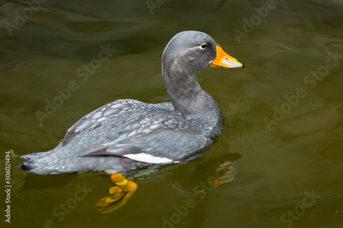 fuegian steamer duck on a lake