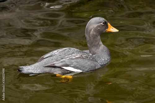 fuegian steamer duck on a lake photo