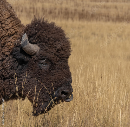 Wild American buffalo (Bison) on the grasslands of Antelope Island, Great Salt Lake, Utah, USA