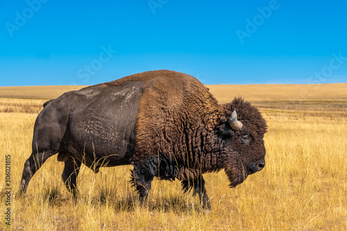 Wild American buffalo (Bison) on the grasslands of Antelope Island, Great Salt Lake, Utah, USA