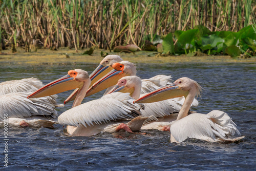 white pelicans in Danube Delta, Romania © porojnicu