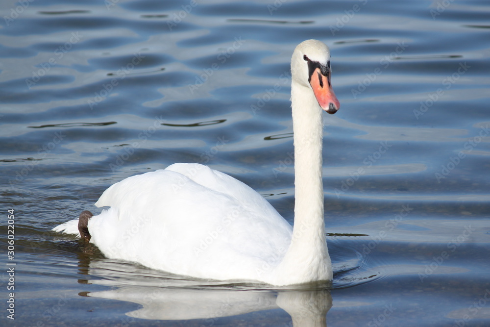 Cygne blanc sur un lac Cygne blanc sur un lac