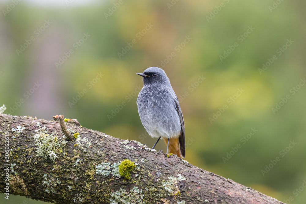 Obraz premium Hausrotschwanz