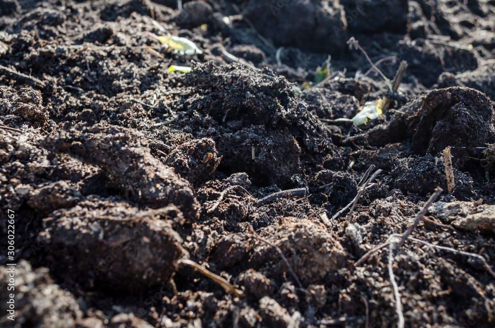 Molehill humus mold outdoors loose soil Molehill humus mold outdoors loose soil
