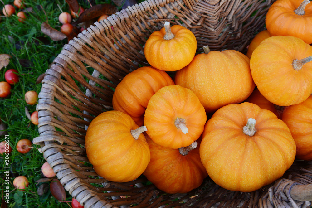 Woven basket full of Jack Be Little mini pumpkins Woven basket full of Jack Be Little mini pumpkins
