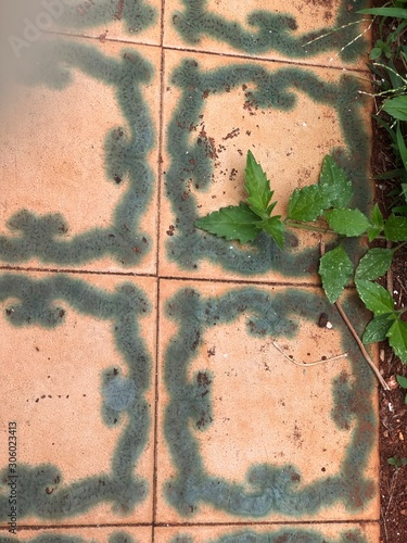 green grunge floral background