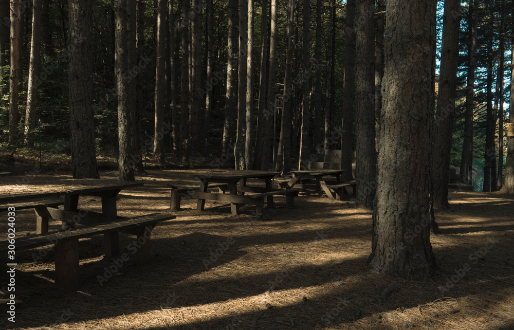 park with tables in the woods