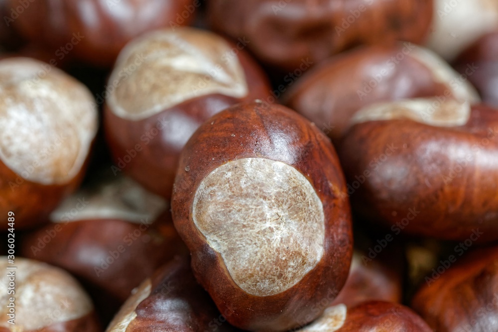 Macro photo of horse chestnuts Macro photo of horse chestnuts