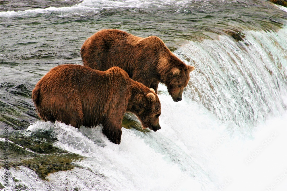 Two brown bears fishing for salmon at the falls Two brown bears fishing for salmon at the falls