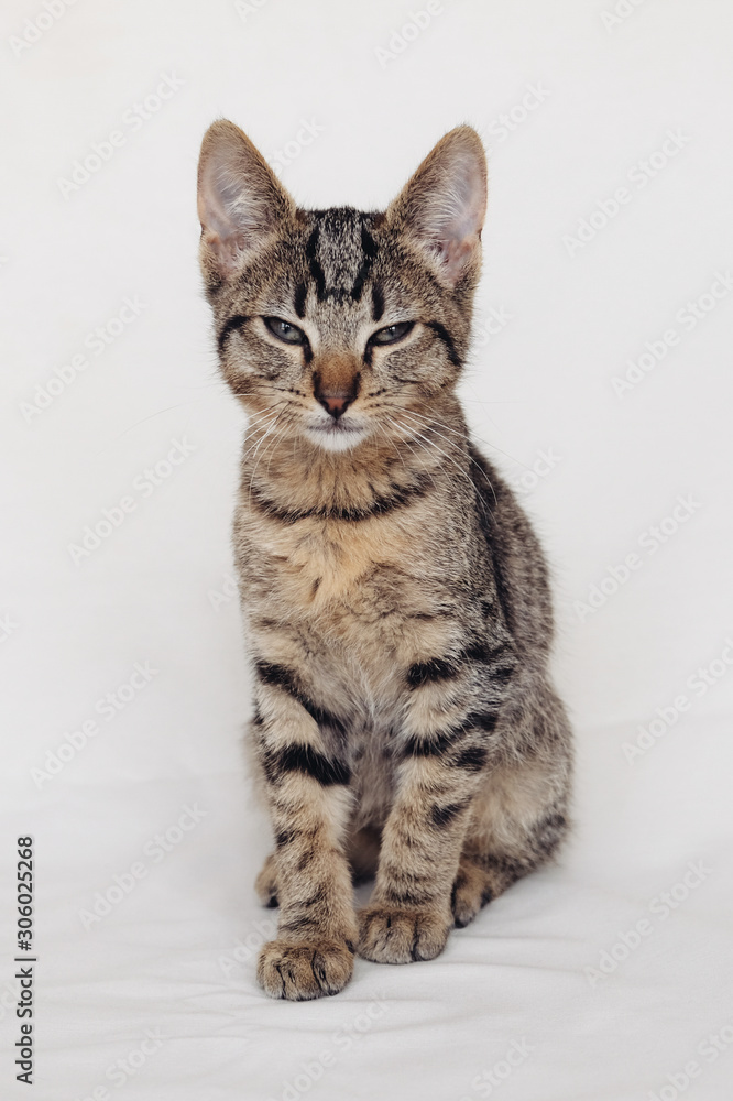 Young European Shorthair cat sitting on white background. Mackerel tabby coat color. Cute sleepy little kitten looking at you.