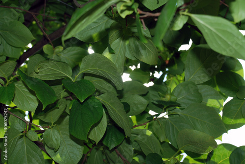 green leaves