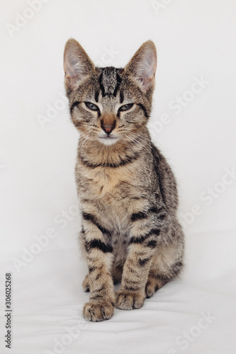 Young European Shorthair cat sitting on white background. Mackerel tabby coat color. Cute sleepy little kitten looking at you.