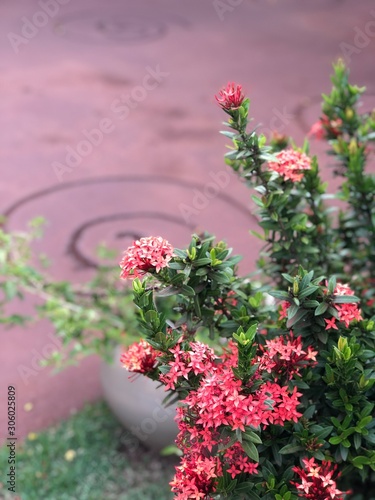 flowers in the garden