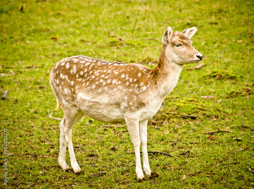 Beautiful fallow deers in the meadow Beautiful fallow deers in the meadow